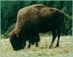 bison